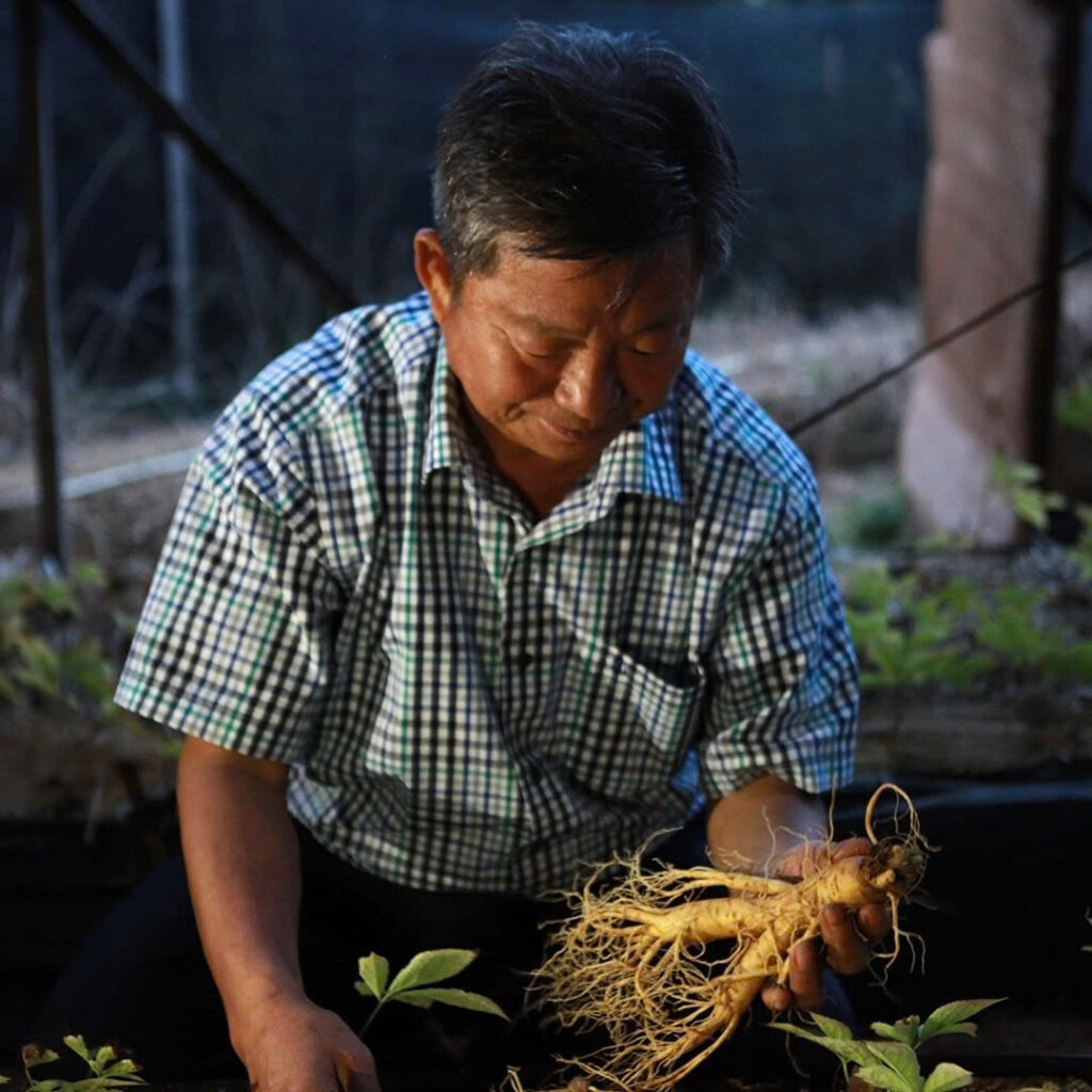 HỒNG SÂM TỐT ĐƯỢC LÀM RA BỞI NHỮNG CON NGƯỜI TRUNG THỰC